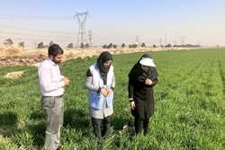 آغاز بازدیدهای مشترک بازرسان بهداشت محیط با اداره جهاد کشاورزی از زمین‌های کشاورزی آبیاری با آب نامتعارف در آستانه فصل بهار ۱۴۰۲ در شهرستان اسلامشهر